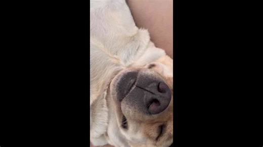 Sleeping dog startled awake by water drop in Sichuan, China