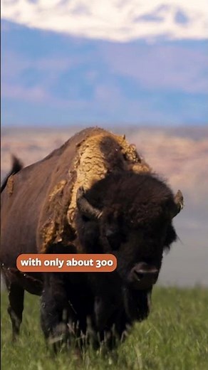 The Great American Bison!