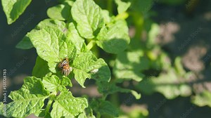 Pest beetle mating and destroys potato crops. Reproduction of colorado potato beetles in potato leaves. Close up.