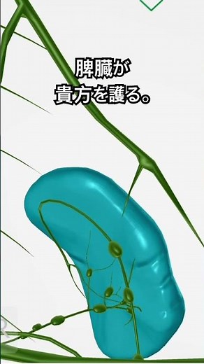 医学博士の解剖旅341-345 脾臓は、にぎりこぶしほどの大きさの臓器、スポンジのように柔らかい。脾臓は主に「白脾髄」と「赤脾髄」という2種類の組織からできている。#解剖学#ダイエット#病気#脾臓