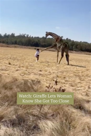 262K views · 2.1K reactions | A woman who was out on a hike in South Africa couldn’t resist walking up to some giraffes to get a closer look … | The Weather Channel | Facebook