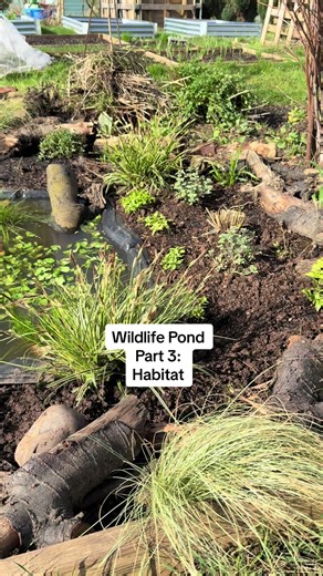 Exploring My Wildlife Pond: Part 3 - Habitat Insights