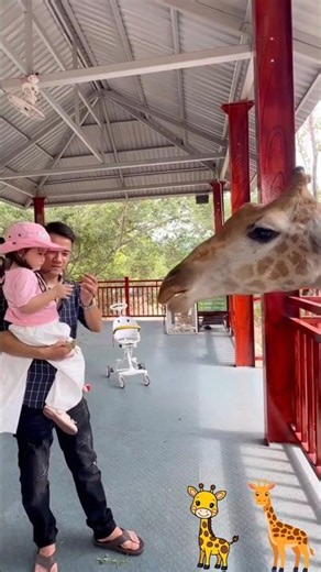 Cute Giraffe Eating From Tourists’ Hands 🦒🥰 #Giraffe #CuteAnimals #GiraffeFeeding #wildlifesounds