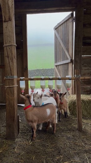 Baby Goat Feeding Video
