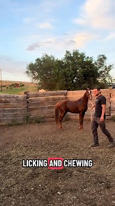 Untouched Vol. 8 | Attaching a Lead Rope and Teaching an Unhandled Horse to Lead. He might be starting to like me. @JX Ranches @branco.the.percheron #equestrian #training #horses #cowboy #cowgirl | Benhjxranches