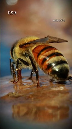 The Biological Engine: Hydrating a Superorganism | ETERNA SYSTEM #beekeeping #documentary #wildlife