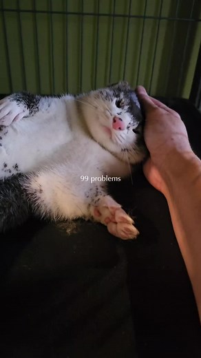 🤍🤍🤍 love you so much, Selkie 🥹 #mink #petmink #animalsoftiktok #норка #норкавдоме #домашняянорка