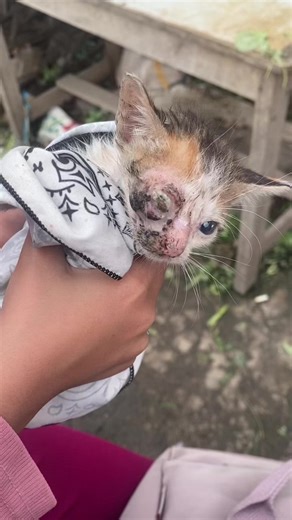 Effective Tear Stain Remover for Cats