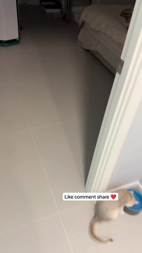 Cat sleep 💤😻💤😻🐾👍👍 Video achi Lage tho follow jarur kre friends 👍❤️❤️💕💕❤️❤️💕💕👍 #cat #funny #sleep | Laka Laka