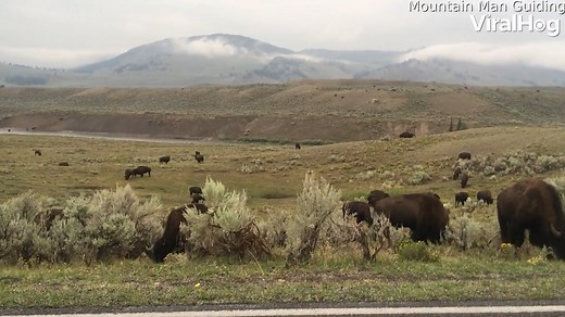 80K views · 1.1K reactions | This bison is defending his territory during mating season!  | ViralHog | Facebook