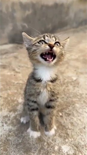 kitten sound 😍😽 #shorts