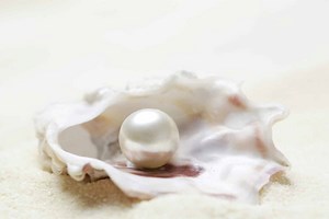 Discover the Amazing Reason Why Oysters Make Pearls