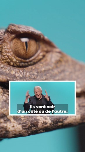 Le crocodile en mode 👁️ Philippe Gillet, expert des reptiles décrypte les scènes de #crocodile au cinéma. | GQ France