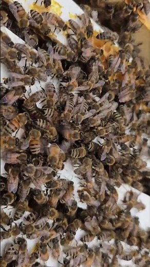 Honey Bees vs Bumble Bee