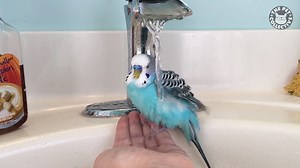 872K views · 20K reactions | These birds are brilliant! | The Pet Collective | Facebook