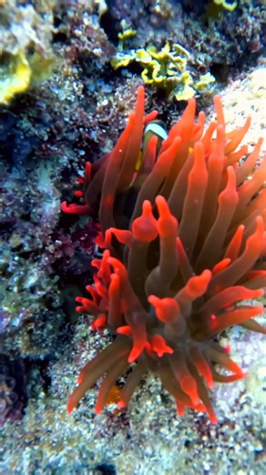 2.1K views · 104 reactions | Beautiful Nemo fish 視殺 #fish #ontario #italy #quebec #germany #australia #london #Halloween #doha #wildlife #nature | DEEP LIFE | Facebook