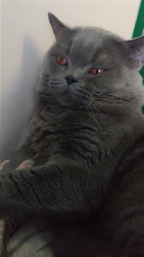 #cat#śmieszne#kot#brytyjczyk#brytyjskikot