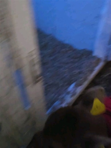 清泉寮ジャージー牧場 on Instagram: "11/30に生まれたジャージーの女の子リンリン(4151)です✨ お母さんはルンルン(729)です🎶 生まれて4日程で、周りのお姉さんたちの真似をして掃除の時間に朝の運動を始めました😂 掃除の時間に扉を開けた瞬間通路に走り出して行き、行ったり来たり😂 今ではお姉さんたちよりも早く走っています！ 1,2,3枚目は扉を開けて欲しくてたまらないリンリンです😅 #山梨県 #北杜市 #清里 #清泉寮 #キープ協会 #清泉寮ジャージー牧場 #八ヶ岳 #ジャージー牛 #ジャージー #オーガニックジャージー牛乳 #放牧 #ジャージーファンクラブ #JFC"