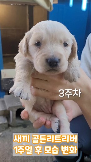 골든리트리버 새끼 강아지의 성장 이야기