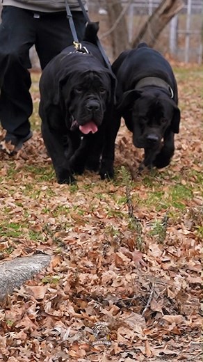 🐶 Getting a Boerboel is truly a huge deal. It takes courage and dedication to care for such a massive dog. Being a responsible paw-rent means raising a disciplined and well-behaved buddy. 💯💪🏾 🌟 Big Dog Show Alert! 🌟 Join us for the Alpha Dog Showdown on September 21st at the Hampton Coliseum! Witness top breeds from around the world as they compete for the title of Alpha Dog! 🏆 📍 Location: 1610 Coliseum Drive, Hampton, VA 23666 📅 Date: September 21st 🎟️ Get your tickets now: https://ww
