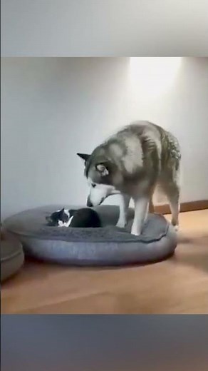Cat Occupying Dog's Bed - Funny Dog Videos 🐾