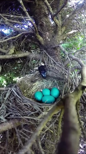 How Bird Nests Trick Snakes: Fascinating Facts