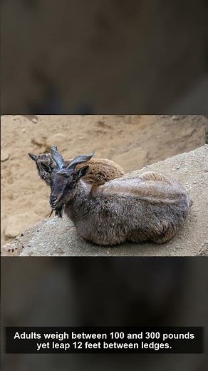🦌 Mountain Goat — Amazing Facts | The Wild America | Washington