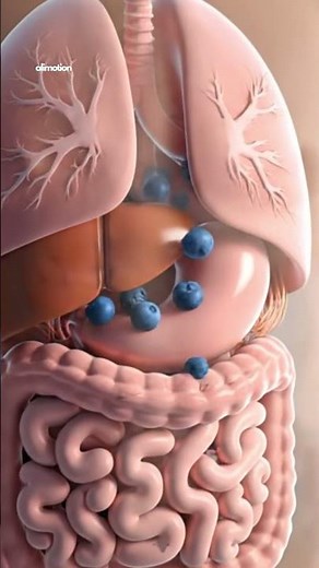 The Shocking Journey of a blueberry Inside Your Body (3D Animation)