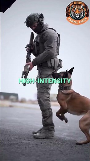 Belgian Malinois vs. German Shepherd: Which One is the Ultimate Dog?