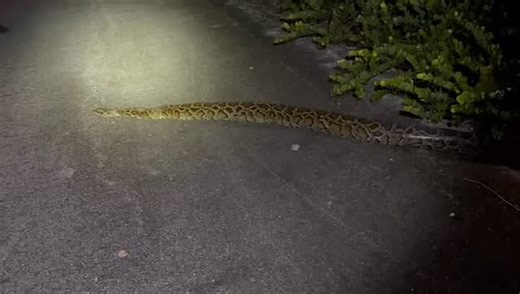 The Croc Docs Lab on Instagram: "Bonus Burmese Python!🐍 While conducting a standard invasive spectacled caiman survey, Croc Docs biologists @kev_ole and @crokoll came across this large Burmese Python crossing a remote road. While out on survey, coming across invasive Burmese pythons can happen, which means our biologists must be always ready for what nature throws at them, including 3 meter pythons! —————— ¡Pitón birmano extra! 🐍 Mientras realizaban una encuesta invasiva estándar de caimanes c