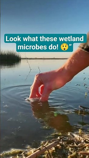 Stunning Micro Life in Wetlands #biology #science #microscope
