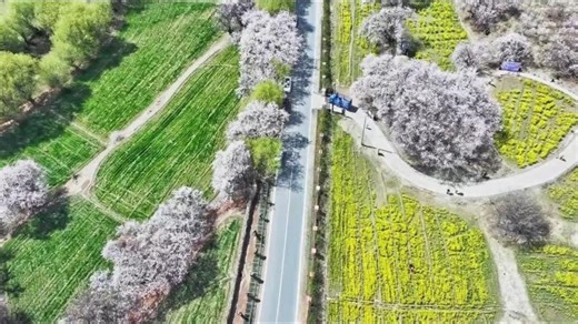 How blossoms reshape highland livelihoods | Wenyi ZHANG, Senior Structural Engineer, Executive MBA