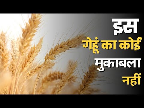 Learn about the top-yielding wheat varieties. Wheat top variety in India #wheat #india #farming #...