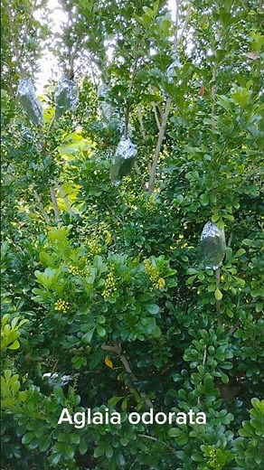 Our Chinese Perfume (Aglaia odorata) is thriving - and it's producing rare berries!!