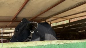 A black bull is inside a farm enclosure, standing near a green fence, wearing a halter