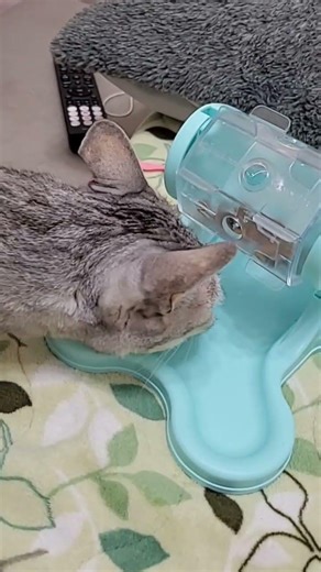 これ買っちゃった✦ ⋆ ࣪.猫のカリカリマシーン