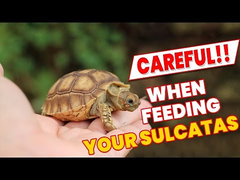 Top 8 important points to note while feeding your Sulcatas - Quick African spurred tortoise Guide