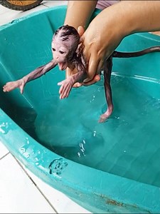 Crying Loud Bb Monkey Afraid The Bath | Best Videos