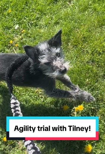 Tilney’s agility trial routine! I’m very careful with my dogs at trials because I do not want them inadvertently getting into another dog’s space or having an unpleasant encounter because someone else is distracted. With small dogs, the easiest way to avoid that is to keep them off the ground in busier areas. #dogsports #dogtrials #agility #agilitytraining #rescuedog #smalldog #dogtraining