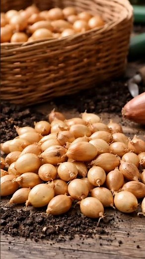 Onions: bulbils or seeds?