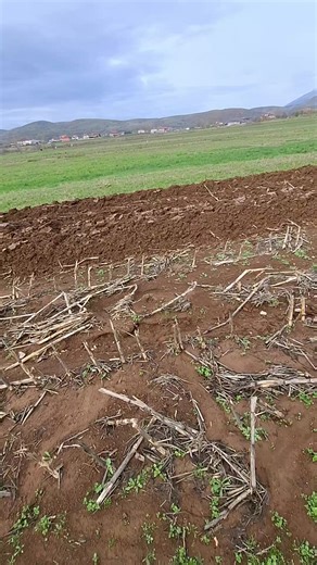 Enea (@enea.mo)’s videos with original sound - Enea