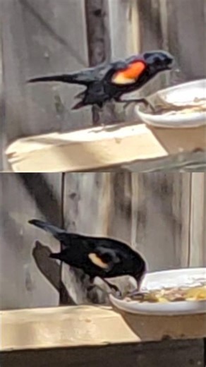 Red Winged Blackbird Female and Male🐦🏠😍 #shorts #canada #redwingblackbird #redwing #redwig #eating