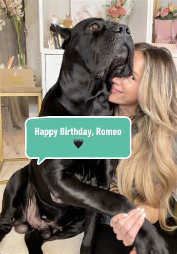 Happy Birthday to My Beautiful Cane Corso, Romeo!