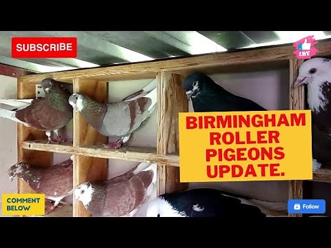 BIRMINGHAM ROLLER PIGEON UPDATE.