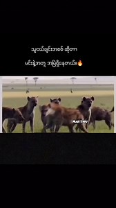 🔥 #crd #crdphoto #fypシ #MayThu | May Thu