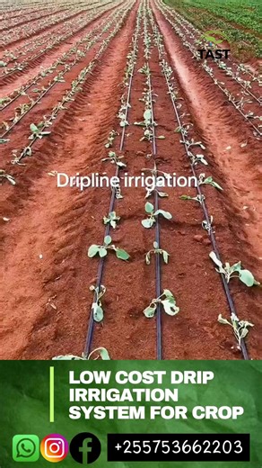 Low cost drip irrigation system for crops /kilimo cha umwagiliaji wa matone 🚛 Gharama za kutuma kwa Mikoa ya Morogoro,Dar es salaam ,Pwani,Dodoma ni BURE 📅 warranty period 2 years 📞 𝗪𝗔𝗦𝗜𝗟𝗜𝗔𝗡𝗔 𝗡𝗔𝗦𝗜 ⬇️ Email:info@tast.co.tz web: www.tast.co.tz Tell/whatsApp : 255753662203/0719206000 TAST HOUSE, Mkambarani, morogoro, morogoro road, Tanzania #ViralFarming #InnovationAfrica #FarmingHack #SprinklerInAction #MachineInAction #FarmingTips #Agribusiness #GreenRevolution #SprinklerMachine #