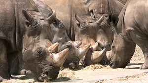 1.6K views · 613 reactions | 【クイズの答え♪】 昨日(10月5日)のクイズの答え…シロサイは５頭でした！ 当たっていましたでしょうか？？ | アドベンチャーワールド（Adventure world） | Facebook