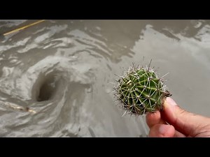 Amazing Water Vortex Experiments!? Whirlpool Hole vs Kaktus.