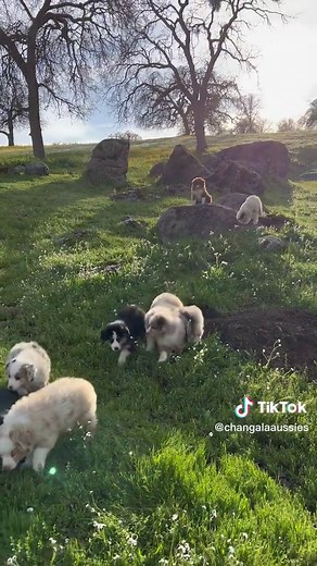 Beautiful Mini Australian Shepherd Moments