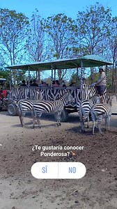 175K views · 5.5K reactions | Les deseamos un feliz inicio de semana 煉 Recuerda que hoy es el último día de nuestra "promo de semana santa" DAY PASS 2X1 POR $68 Para más info puedes llamar al 2288-1000 o escribirnos vía WhatsApp al 8460-1750  | Ponderosa Adventure Park | Facebook